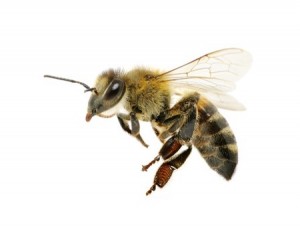 bee_left